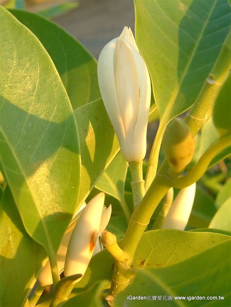 白玉蘭花種植禁忌|園藝達人栽培術：纖纖玉指－玉蘭花